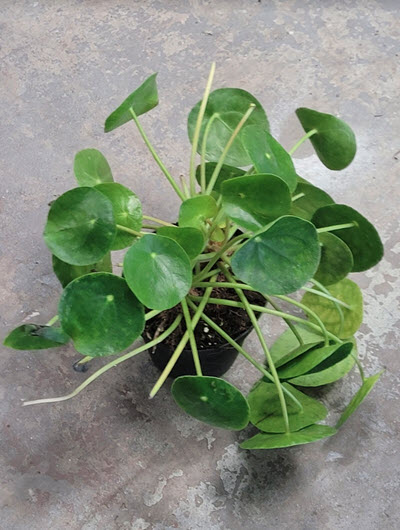 4" Pilea Peperomiode Chinese Money Plant